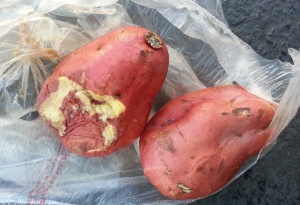 Cпециалисты лаборатории выявили гниль на экспортируемом в Казахстан картофеле 