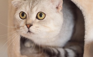 Патолого-анатомическую диагностику панлейкопении у кошки провели сотрудники лаборатории 