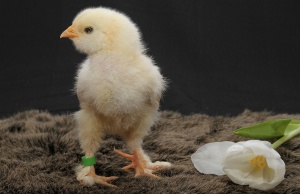 Специалисты лаборатории установили лейкоз у цыплят 