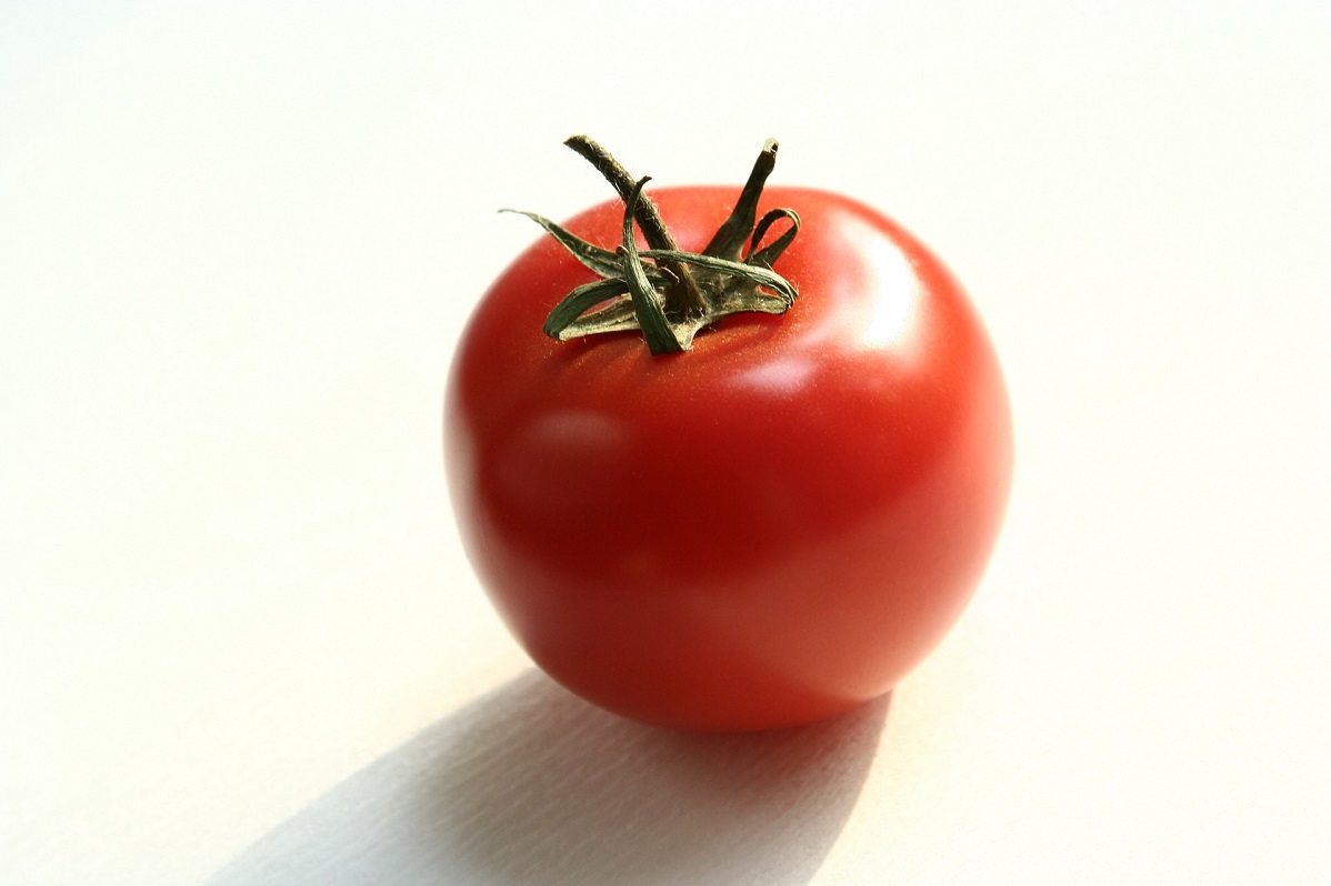 На турецких томатах для экспорта в Казахстан специалисты лаборатории идентифицировали тепличную белокрылку