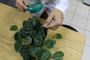 Сотрудники лаборатории успешно прошли МСИ в области карантина растений